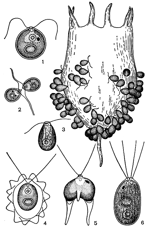 . 205. : 1-2 - Chlamydomonas proboscigera,     ; 3 - Ch. annuraeae    (nnuraea cochlearis); 4 - Lobomonas stellata; 5 - Furcilla bicaudata; 6 - Carteria crucifera