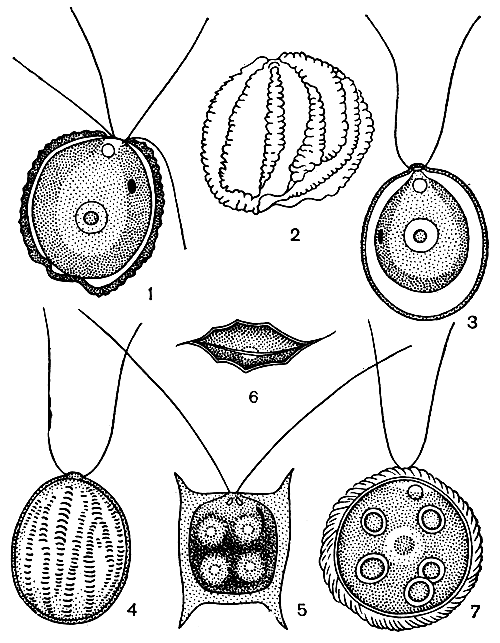 . 206.   : 1-2 - Pedinopera robusta,       ; 3-4 - Pedinoperopsis gracilis,       ; 5-6 - Pteromonas aculeata,      ; 7 - Phacotus coccifer