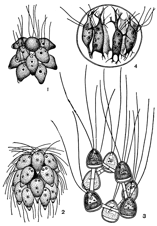 . 207.   : 1 - Pyrobotrys gracilis; 2 - Spondylomorum quaternarium; 3 - Chlorcorona bohemica; 4 - Stephanosphaera pluvialis