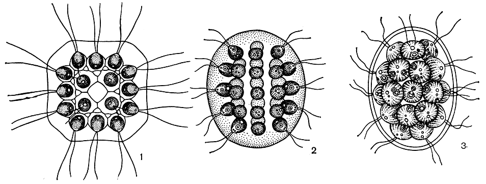 . 208. : 1 - Gonium pectorale; 2 - Eudorina elegans; 3 - Pandorina morum