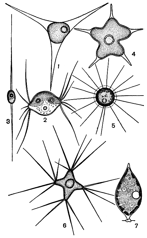 . 212. ,        : 1 - Treubaria triappendiculata; 2 - Lagerheimia citriformis; 3 - Diacanthos belenophorus; 4 - Tetradron caudatum; 5 - Golenkinia radiata; 6 - Polyedriopsys spinulosa; 7 - Gharacium acuminatum