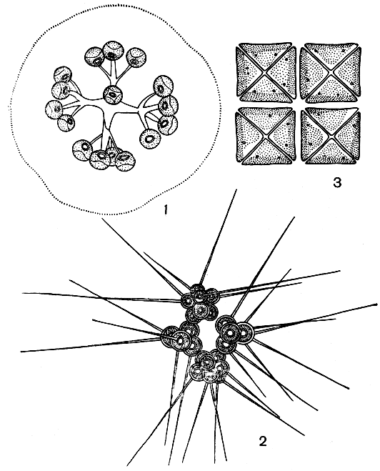 . 214. ,   : 1 - Dictyosphaerium pulchellum; 2 - Micractinium pusillum 3 - Crucigenia tetrapedia