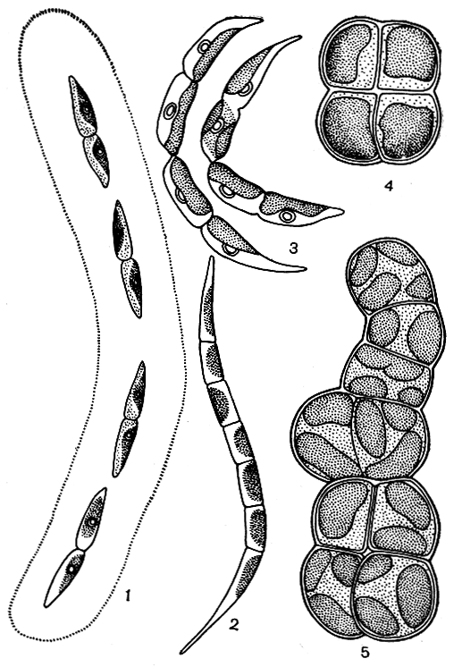 . 215. : 1 - Elakatothrix gelatinosa; 2 - Raphidonema sempervirens; 3 - R. nivale; 4,5 - Protococcus viridis