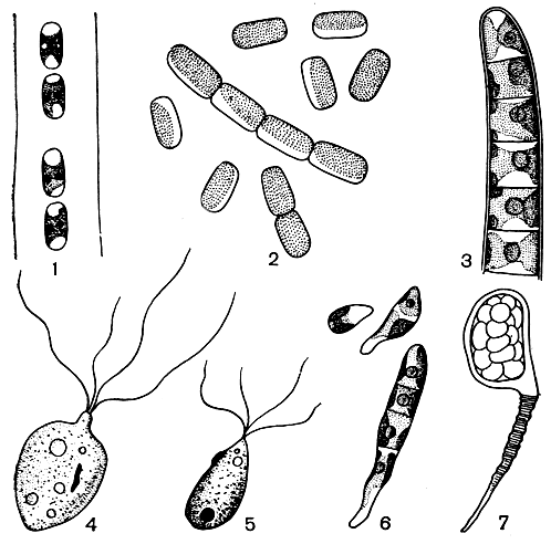 . 216.  : 1 -   Geminella interrupta; 2 - Stichococcus bacillaris; 3 -   Ulothrix subflaccida; 4 -  Ulothrix zonata; 5 -    ; 6 -   Ulothrix; 7 -   Ulothrix  