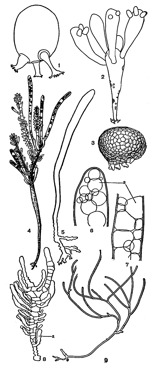 . 234.  : 1 - Valonia ventricosa; 2 - Valonia utriculosa; 3 - Dictyosphaeria favulosa; 4-8 - Siphonocladus (4 -   , 5-8 -   ); 9 -   Cladophoropsis.  - ,     