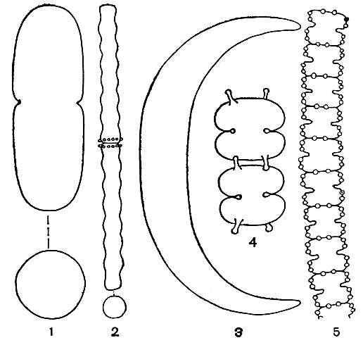 . 248.      : 1 - Actinotaenium cucurbitinum,  -  ; 2 - Docidium undulatum,  -  ; 3 - Closterium manschuricum; 4 - Sphaerozosma filiformis; 5 - Teilingia granulata