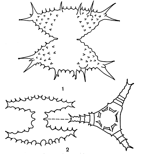 . 250.      : 1 - Staurastrum pelagicum; 2 - Staurastrum cyclacanthum,  -  