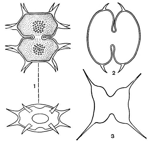 . 259. : 1 - Xanthidium antilopaeum; 2- Staurodesmus incus; 3 - S. convergens