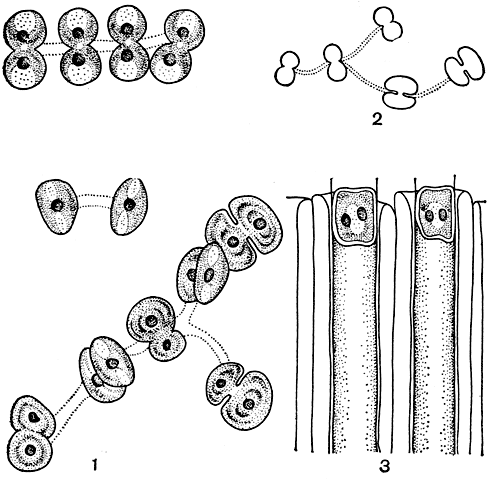 . 260. : 1 - Cosmocladium saxonicum; 2 -C. pusillum; 3 - Oocardium stratum