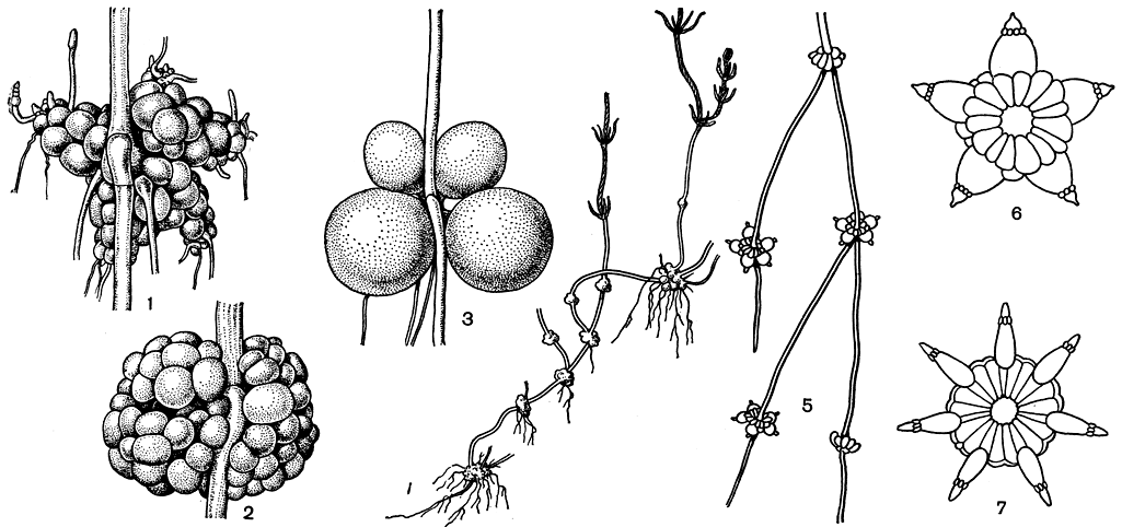 . 270.   ,    : 1-3 -  (1,2)   (3)   ,    (1 - Chara baltica, 2 - Ch. fragifera, 3 - Gh. aspera); 4-7 - ,          : 4 -  Chara baltica (  ), 5-7 -  Nitellopsis obtusa (    )