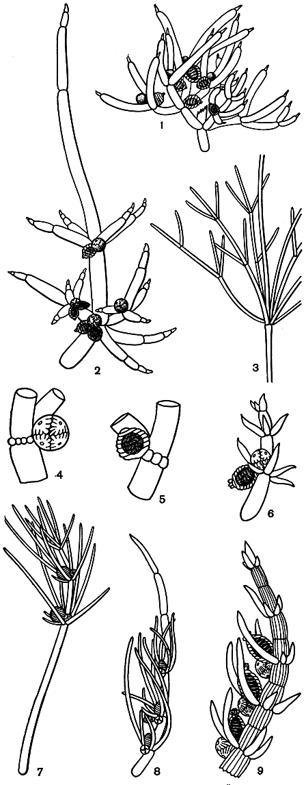 . 271.   ,    : 1 -     (Nitella mucronata); 2 -     (Tolypella prolifera); 3-5 -   (Nitellopsis obtusa): 3 -      , 4 -    , 5 -    ; 6 -    (Lamprothamnium papillosum); 7 -    (Lychnothamnus barbatus); 8 -    ,   (Chara gymnophylla); 9 -    ,     (Ch. baltica)