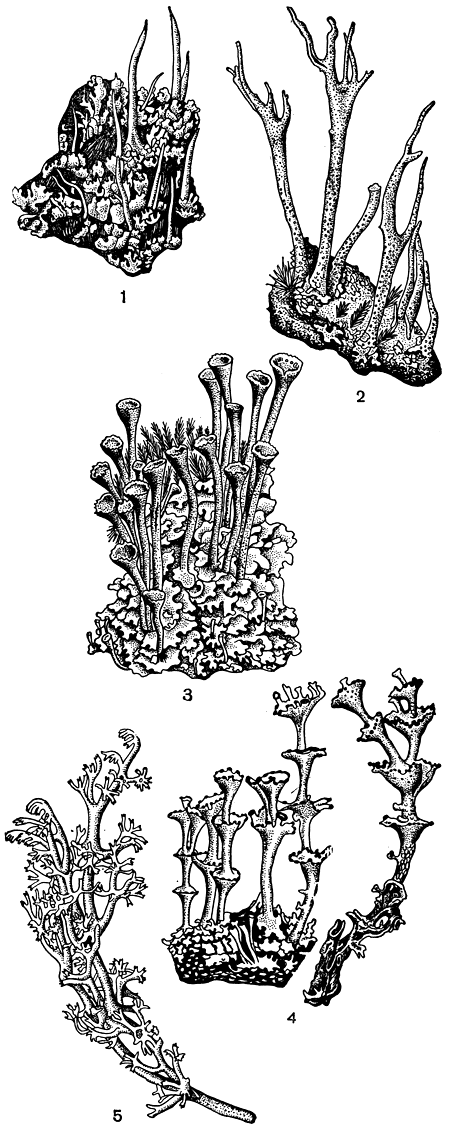 . 294.        : 1 -   Cladonia coniocraea; 2 -   Cladonia subulata; 3 -   () Cladonia fimbriata; 4 -   Cladonia verticillata; 5 -   Cladonia sylvatica