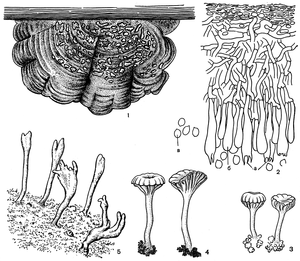 . 303.  : 1 -   Cora pavonia; 2-4 -          (2,3 - Omphalina luteolilacina,        ; 4 - Omphalina ericetorum):  - ,  - ,  - ; 5 -      Clavulinopsis septentrionalis