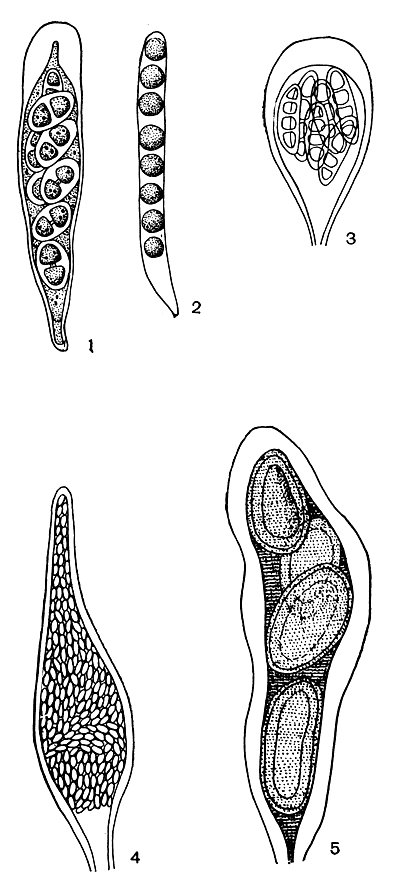 . 308.   : 1 - - (Buellia); 2 -  (Sphaerophorus); 3 -  (Arthonia); 4 -  (Thelocarpon); 5 -  (Pertusaria)