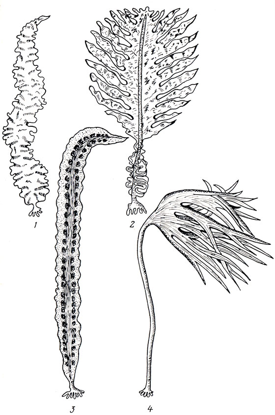 ,    : 1 -  (Porphyra tenera), 2 -  (Undaria pinnatlfida), 3 -   (Laminaria saccharina), 4 -   (Laminarla digitata)