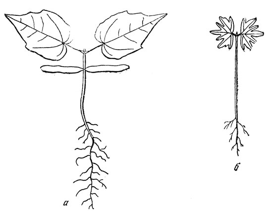 Рис. 4. Проростки клена остролистного (а) и липы (б)