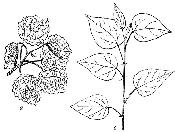 Рис. 6. Разнолистность у осины: ветвь взрослого дерева (а), корневой отпрыск (б)