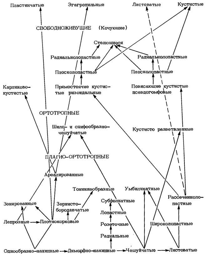 Обобщенная схема филогенетических отношений основных групп жизненных форм лишайников