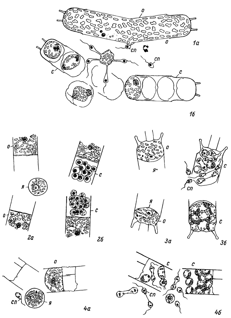  VIII.      (1 -  Stoscb, Drebes, 1964; 2-4 -  Stosch, 1954). 1, 1 - Stephanopyxis turris (Grev. et Am.) Ralfs; 2a, 2 - Lithodesmium sp.; 3a, 3 - Biddulphia . mobiliensit Bail.; 4a, 4 - Streptotheca sp.  - ,  - ,  - ,  - 