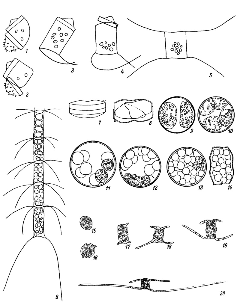  X.   ;     (1-5 -  , 1962; 6-20 -  -, 1955, 19636). 1-5 - Chaetoceros lauderi Ralfs: 1-4 -     , 5 -   ; 6 - Ch. curvisetus Cl.,    ; 7-14 - Coscinodiscus jonesianus (Grev.) Ostf.,    ; 15-20 - Chaetoceros danicus Cl.,    