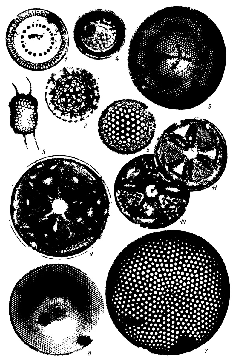  XIII.   ,  . 1 - Melosira sulcata var. siberica Grun 2 - Stephonopyxis ferox (Grcv.) Ralfs, 3 - S. turris var. intermedia Grun., 4 - Pseudopodosira aspera Jouse., 5 - Coscinodiscus vigilans A. S., 6 - C. symbolophorus Grun., 7 - C. simbirskianus Grun., 8 - C. wilunnus Pant., 9 - Actinoptychus heterostrophus A. S., 10 - A. seductilis A. S., 11 - A. arculifer A. S