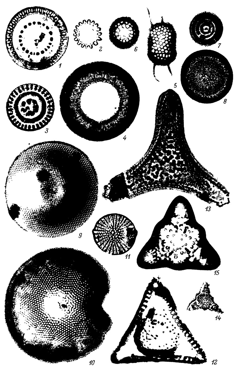  XVIII.   ,    - . 1 - Melosira sulcata var. siberica Grun., 2 - M. sulcata var. crenulata Grun., 3 - M. ornata Grun., 4 - Hyalodiscus radiatus ((). Meara) Grun., 5 - Stephanopyxis turris var. intermedia Grun., 6 - S. broschii Grun., 7 - Pseudopodosira westii (W. Sm.) Sheshuk. et Gles., 8 - Coscinodiscus anissimovae Gles. et Rub., 9 - C. wittianus Pant., 10 - C. symbolophoriLs Grun., 11 - Pseudostictodiscus angulatus Grun., 12 - Triceratium ventriculosum A. S., 13 - T. kinkeri A. S., 14 - T. mirabile Jouse, 15 - T. flos Grun