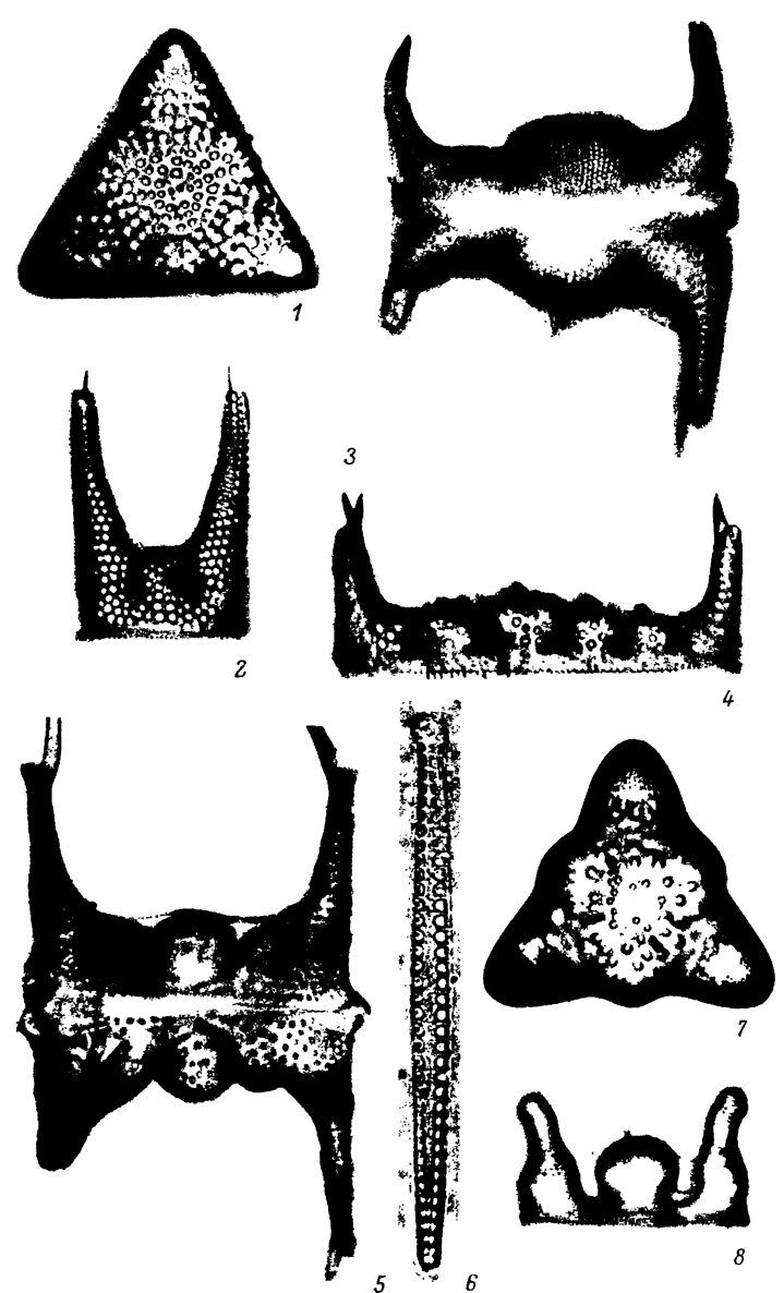  XXI.   , -  (). 1 - Triceratium exornatum Grev., 2 - Hemiaulus polymorphus var. frigida Grun., 3 - H. elegant (Grun.) V. H., 4, 5 - H. proteus Heib., 6 - Grunowiella gemmata (Grun.) V. H., 7 - Triceratium flos Grun., 8 - Biddulphia tuomeyi var. tridentata (Ehr.) Jouse