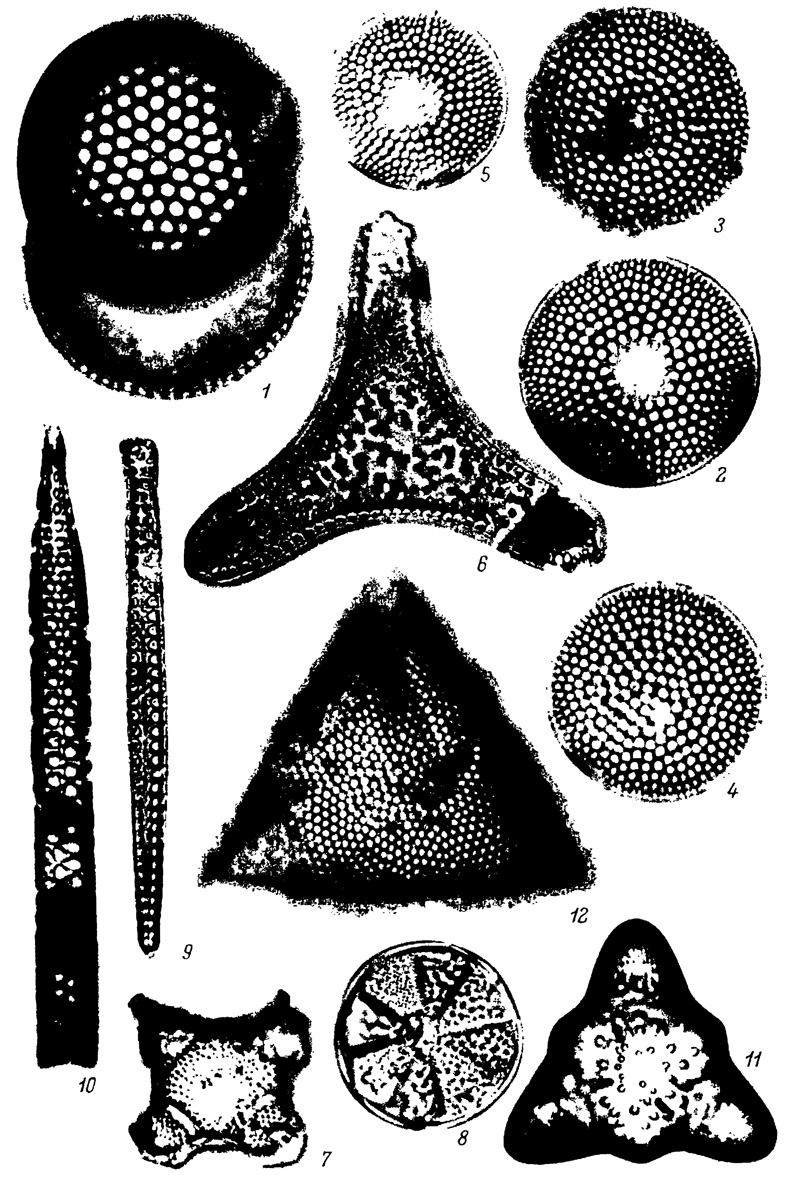  XXVIII.     -   ,   ( ) (). 1 - Coscinodiscus moelleri var. macroporus Grun., 2 - . payeri var. subrepleta Grun., 3 - C. payeri Grun. var. payeri, 4 - C. payeri var. continues Streln., 5 - C. payeri var. impressus Streln., 6 - Triceratium kinkeri A. S., 7 - Trinacria exculpta (Heib.) Hust., 8 - Actinoptychus undulatus t. octoplicatus A. Cl., 9 - Grunowiella gemmata (Grun.) Y. H., 10 - Pyxilla gracilis Temp, et Forti, 11 - Triceratium flos Grun., 12 - Pseudotriceratium chenevieri (Meist.) Gles