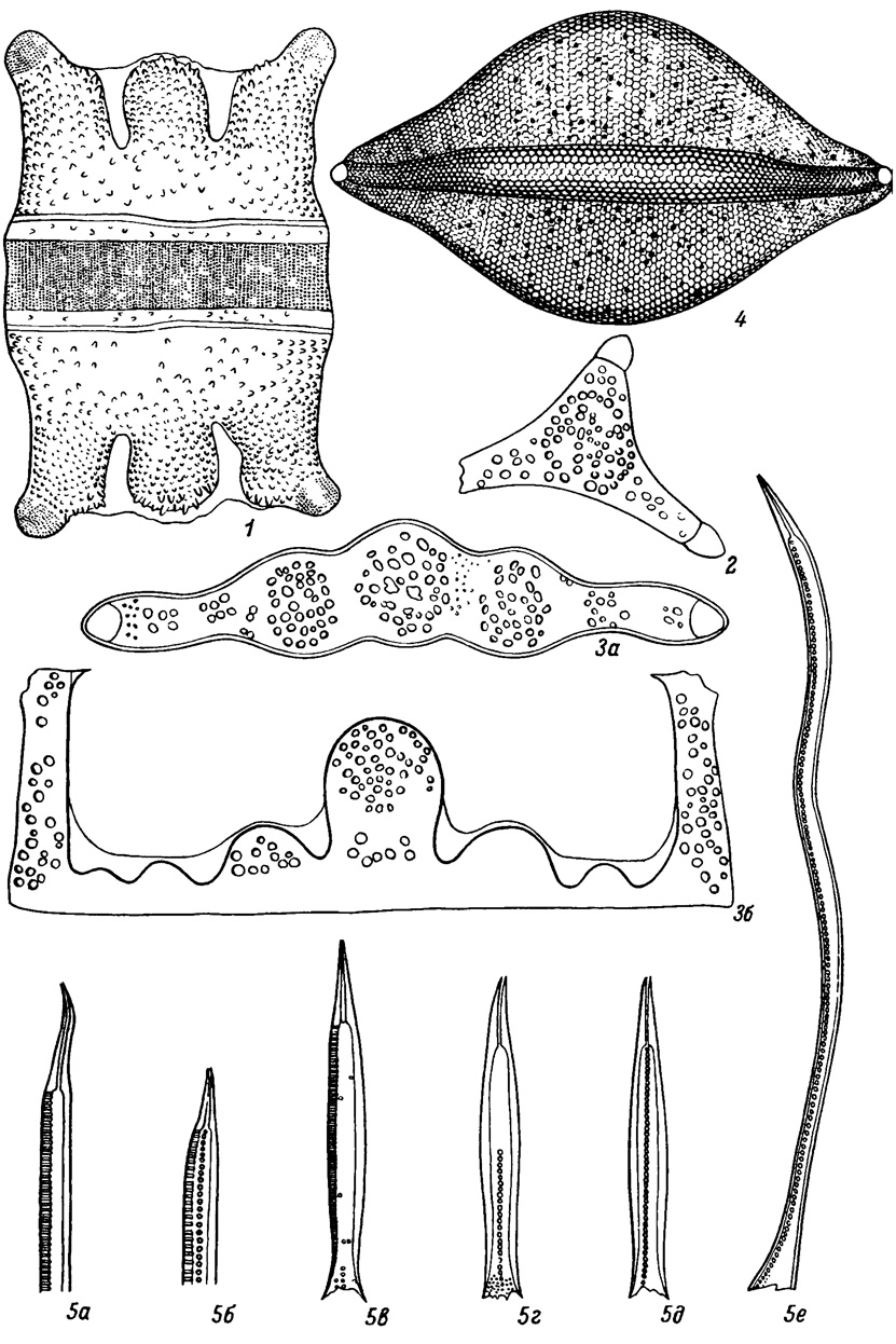  XXXIX.      , -  (. ) (). 1 - Biddulphia triloba Sheshuk., 2 - Trinacria insolita Sheshuk., 3a, 3 - Hemiaulus plicaius Sheehuk., 4 - Biddulphia seticulosa Grun., 5a-5e - Riedelia borealis Sheshuk