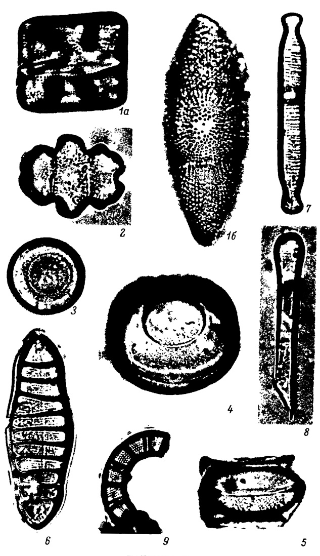 XLI.   ,    . 1a, 1 - Terpsinoe ., ( -   ,  -   ), 2 - Terpsinoe sp.x, 3 - Hyalodiacus sp.i, 4 - Hyalodiscus sp.t, 5 - Hyalodiscus sp.a, 6 - Tetracyclus lacustris var. elongatus Hust.. 7 Fragilaria bicapitata A. Mayer, 8 - Desmogonium sp., 9 - Melosira islandica f. curvata O. Mull