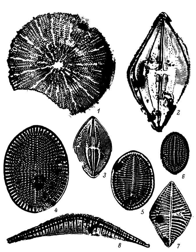  XLII.   ( )  ,    . 1 - Actinocyclus podolicus (Missuna) Kozyr., 2 - Mastogloia sp., 3 - M. baldjikiana Grun., 4 - Cocconeis scutellum Ehr. var. scutellum, 5 - C. scutellum var. inequalepunctata Missuna, 6 - C. scutellum var. pulchra Missuna, 7 - Achnanthes baldjihii (Bright.) Grun., 8 - Rhopalodia sp.