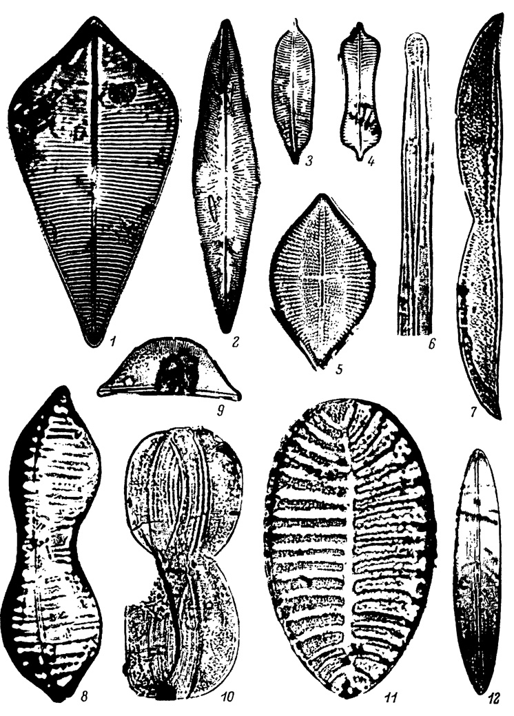  XLIII.   ( )  ,    . 1 - Licmophora ehrenbergii (Kutz.) Grun. var. ehrenbergii, 2 - Navicula zichyi Pant. var. zichyi, 3 - N. zichyi var. leonis (Pant.) Kozyr., 4 - N. andrussovrii Pant., 5 - Achnanthes brevipes Ag. var. brevipes, 6 - Navicula scopulorum Breb., 7 - Nitzschia stochmayeri Pant., 8 - N. romanowiana Pant., S - Amphora variabilis Kozyr., 10 - Amphiprora alata Ktitz., 11 - Surirella maeotica Pant. var. maeotica, 12 - Navicula incomperta var. fossilis Pant