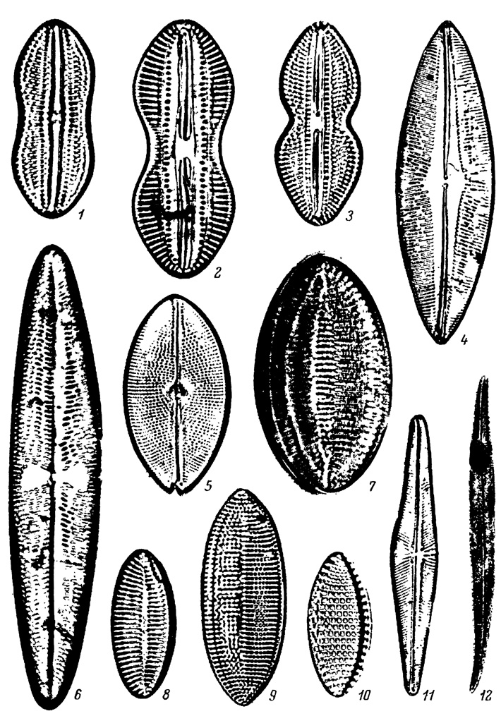  XLV.    ,   ( ). 1 - Diploneis bomboides var. media Grun., 2 - D. aff. interrupta (Kutz.) Cl., 3 - D. bombus var. bombus Ehr., 4 - Navicula zichyi Pant. var. zichyi, 5 - N. granulata var. granulata Bail., 6 - Trochyneis aspera var. intermedia Grun., 7, 8 - Nitzschia cocconeiformis var. cocconeiformis Grun., 9 - N. punctata var. punctata (W. Sm.) Grun., 10 - N. granulata Grun. var. granulata, 11 - Navicula digitoradiata var. cyprinus (Ehr.) W. Sm., 12 - Pleurosigma elongatum W. Sm
