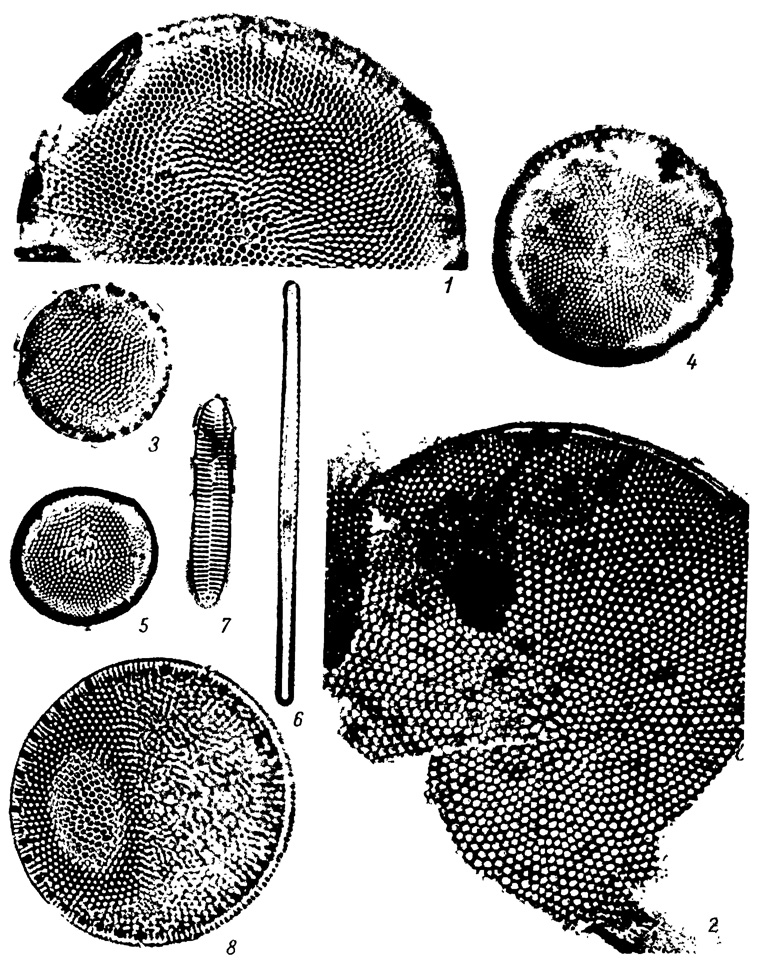  XLVI.     ,   ( ). 1 - Coscinodiscus granii Gough, 2 - C. asteromphalus Ehr., 3 - Thalassiosira coronifera Pr.-Lavr., 4 - T. subsalina Pr.-Lavr., 5 - T. variabilis Makar., 6 - Thalassionema nitzschioides Grun. var. nitzschioides, 7 - Rhaphoneis maeotica (Milov.) Sheshuk. et Gles., 8 - Coscinodiscus lacustris Grun. var. lacustris