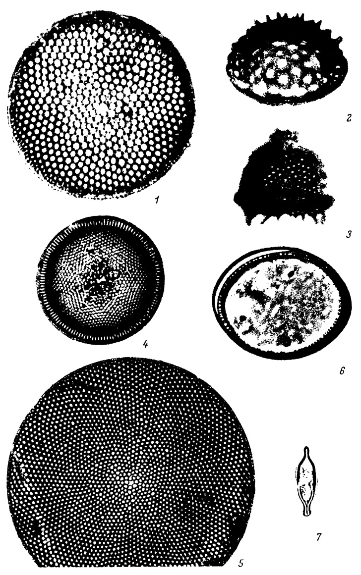  XLII.  -    , .  ( ) (). 1 - Coscinodiscus aff. radiatus Ehr., 2 - Stephanopyxis schenckii Kanaya, 3 - S. corona (Ehr.) Grun.; 4 - Coscinodiscus aff. symbolophorus Grun., 5 - C. oculus-iridis Ehr., 6 - Chaetoceros aff. coronatus Gran, 7 - Kisseleviella carina Sheshuk 