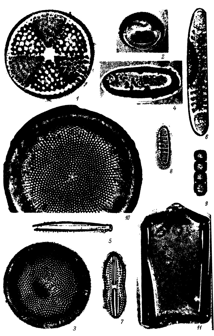  LIII.  -    , .  ( ) (). 1 - Actinoptychus undulatus (Bail.) Ralfs var. undulatus, 2 - Hyalodiscus obsoletus Sheshuk., 3 - Coscinodiscus aff. symbolophorus Grun., 4 - Xanthiopyxis diaphana Forti, 5 - Goniothecium tenue Brun, 6 - Entopyla australis Ehr., 7 - Diploneis subcincta (A. S.) Cl., 8 - Denticula lauta Bail., 9 - Trochosira spinosa Kitt., 10 - Coscinodiscus asteromphalus Ehr. var. asteromphalus, 11 - Pseudopyxilla tempereana Forti
