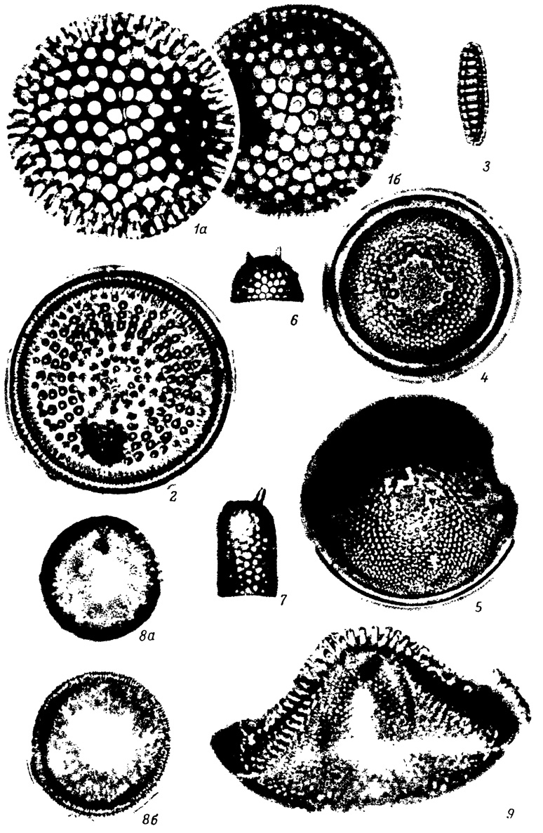  LVI.   (,   )  , .  (   -). 1, 1 - Coscinodiscus marginatus t. fossilis Jouse, 2 - Actinocyclus ingens Rattr., 3 - Denticula kamtschatica Zabelina, 4 - Cosmiodiscus insignis Jouse, 5 - C. intersectus (Brun) Jouse, 6 - Stephanopyxis turris var. intermedia Grun., 7 - S. turris var. cylindrus Grun., 8a, 8 - Thalassiosira punctata Jouse, 9 - T. zabelinae Jouse