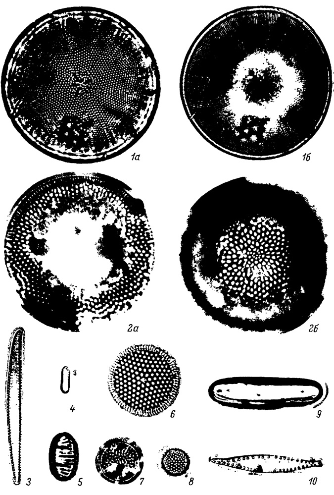  LVII.    , .  (- -). 1, 1 - Coscinodiscus symbolophorus Grun., 2a, 2 - Thalassiosira gravida f. fossilis Jouse, 3 - Thalassionema nitzschioides var. obtusum Grun., 4 - T. nitzschioides var. parvum Held, et Kolbe, 5 - Denticula seminae Simonsen et Kanaya, 6 - Thalassiosira antiqua A. Cl., 7 - Melosira albicans Sheshuk., 8 - Thalassiosira nativa Sheshuk., 9 - Xanthiopyxis diaphana Forti, 10 - Cymatosira debyi Temp. et Brun