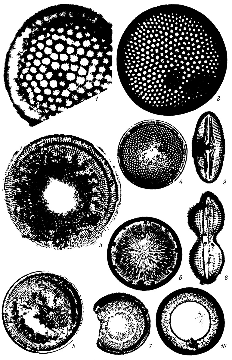  LX.      (1-4)    (5-10) , . . 1 - Coscinodiscus marginatus Ehr. f. fossilis Jouse, 2 - C. convexus A. S., 3 - Thalassiosira tertiaria Sheshuk., 4 - Cosmiodiscus intersectus (Brun) Jouse, 5 - Coscinodiscus lacustris Grun. var. lacustris, 6 - Actinocyclus ehrenbergii Ralfs var. ehrenbergii, 7 - A. ehrenbergii var. crassus (W. Sm.) Hust., 8 - Diploneis interrupta (Kutz.) Cl., 9 - D. elliptica (Kutz.) Cl. var. elliptica, 10 - Hyalodiscus plicatus Kozyr