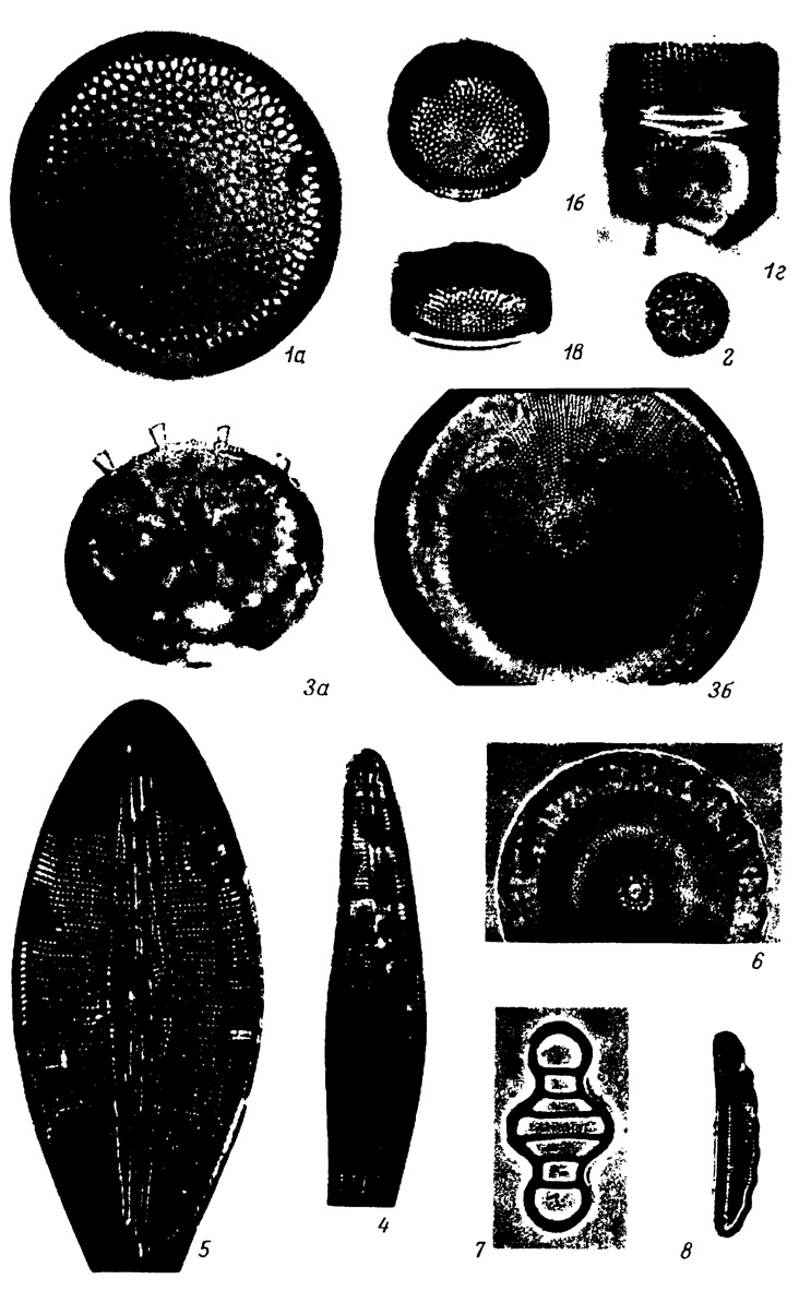 LXII.     , - . 1-1 - Melosira atlymica Rub., 2 - . jouseana Moiss., 3, 3 - Coscinodiscus lobatus Rub., 4 - Cymbella aspera (Ehr.) Cl., 5 - Diploneis aft. parma A. Cl., 6 - Aulacodiscus variabilis Lupik., 7 - Tetracyclus lacustris var. capitatus Hust., 8 - Eunotia polyglyphoides Sheshuk