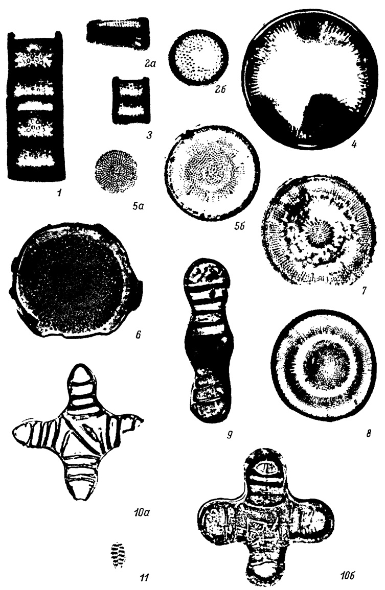  LXIII.  -  ,    ( ). 1 - Melosira praeislandica f. robusta Tscher., 2a, 2 - M. praedistans Jouse f. praedistans, 3 - M. praeislandica Jouse f. praeislandica, 4 - M. scabrosa Ostr., 5a, 5 - Coscinodiscus miocenicus Krasske, 6 - . sibiricus Tscher., 7 - C. gorbunovii var. ethmodiscoidus Moiss., 8 - . gorbunovii Sheshuk. var. gorbunovii, 9 - Tetracyclus lacustris var. elongatus Hust., 10a, 10 - T. floriformis Tscher., 11 - Opephora polymorpha Jour