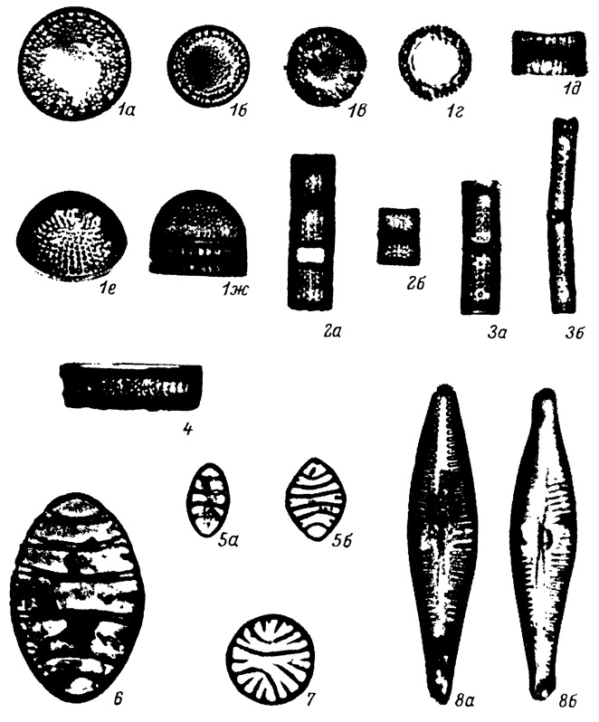  LXV.  -  , -  - ( ). 1-1 - Melosira jouseana Moiss., 2, 2 - . praeislandica Jouse f. praeislandica, 3, 3 - M. praegranulata Jouse f. praegranulata, 4 - M. praedistans Jouse f. praedistans, 5a, 5 - Tetracyclus ellipticus (Ehr.) Grun. var. ellipticus, 6 - T. ellipticus var. latissimus Hust., 7 - T. ellipticus var. clypeus (Ehr.) Hust., 8a, 8 - Gomphocymbella miocenica Jouse