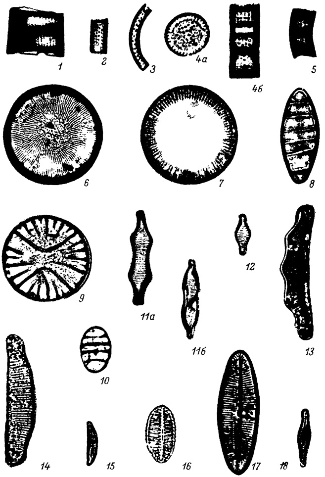  LXVI.    ,  (- ). 1 - Melosira praedistans Jouse f. praedistans, 2 - . praegranulata Jouse f. praegranulata, 3 - M. praegranulata f. curvata Jouse, 4a, 4 - M. praeislandica Jouse f. praeislandica, 5 - M. praeislandica f. curvata Jouse, 6 - M. undulata (Ehr.)Kutz. var. undulata, 7 - M. scabrosa Ostr., 8 - Tetracyclus ellipticus var. lancea (Ehr.) Hust., 8 - T. ellipticus var. clypeus (Ehr.) Hust., 10 - T. ellipticus (Ehr.) Grun. var. ellipticus, 11a, 11 - Fragilaria miocenica Jouse var. miocenica, 12 - F. miocenica var. chankensfs Moiss., 13 - Eunotia japonica Pant., 14 - E. nikolskiae Jouse, 15 - E. veneris var. nipponica Skv., 16 - Achnanthes pinnata f. robusta Moiss., 17 - A. miocenica Moiss., 18 - Gomphonema miocenica Moiss