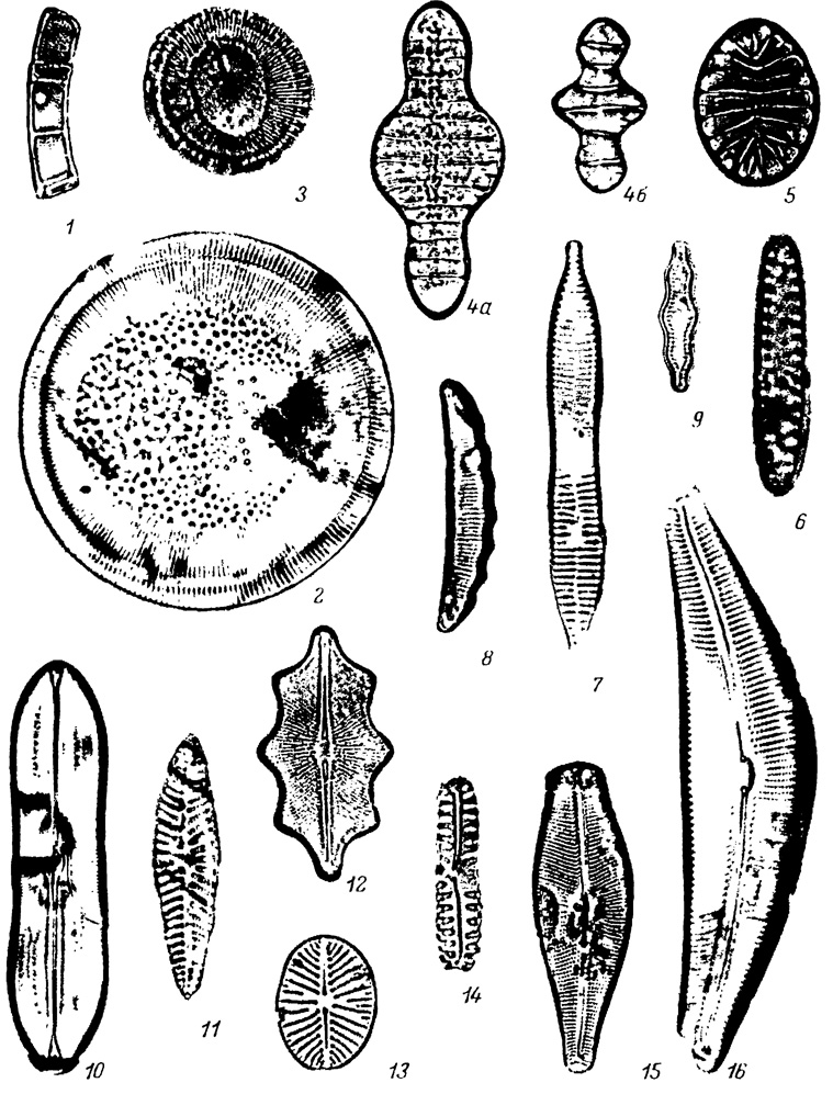  LXVIII.    ,  -  ( ). 1 - Melosira ambigua f. curvata Tscher., 2 - Cyclotella baicalensis Skv. var. baicalensis, 3 - C. baicalensis f. minuta Skv., 4a, 4 - Tetracyclus lacustris Ralfs var. lacustris, 5 - T. ellipticus var. latissimus Hust., 6 - Fragilaria spinosa Skv., 7 - Synedra goulardii (Breb.) Hust., 8 - Eunotia polyglyphoides Sheshuk., 9 - Fragilaria construens var. triundulata Reich., 10 - Navicula americana Ehr., 11 - N. lacus baicali Skv. et Meyer, 12 - N. woronichinii Jasnitsky, 13 - N. scutelloides W. Sm. var. scutelloides, 14 - Pinnularia borealis Ehr., 15 - Didymosphenia geminata (Lyngb.) M. Schmidt, 16 - Cymbella stuxbergii Cl