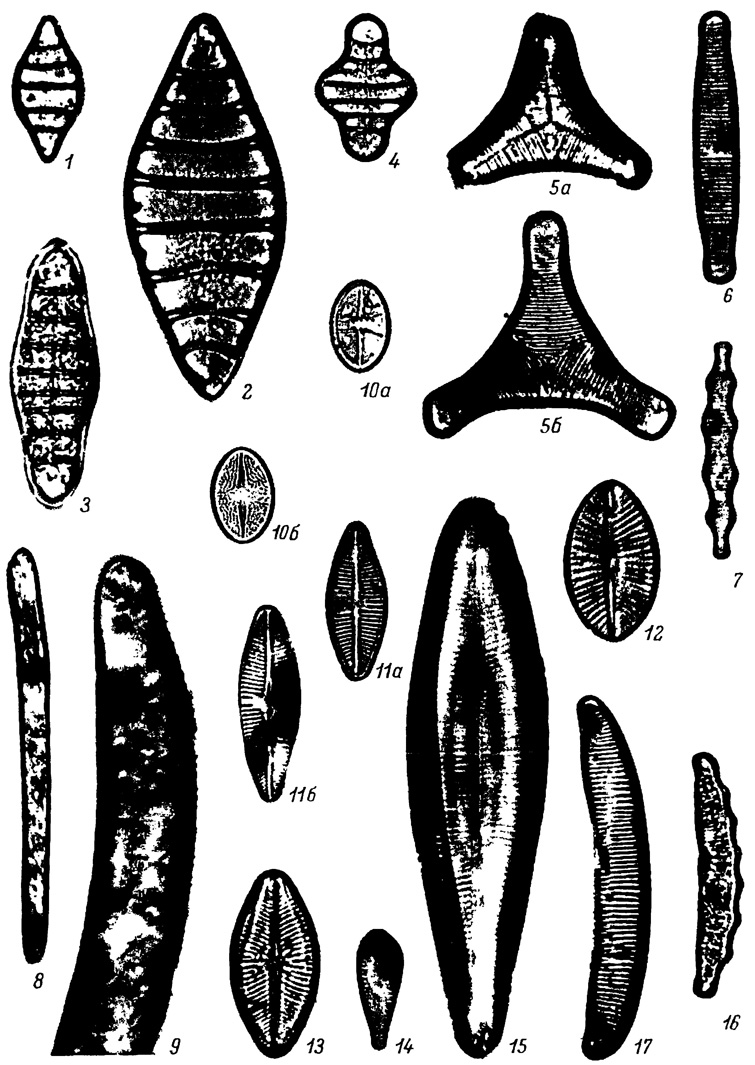  LXX.    (   )  (). 1 - Tetracyclis ellipticus var. lancea f. subrostrata Hust., 2 - T. ellipticus var. lancea f. lancea Hust., 3 - T. lacustris var. lanceolatus Moiss., 4 - T. lacustris Ralfs var. lacustris, 5, 5  -  Flagilaria  triangulate Moiss., 6 - F. bicapitata var. lineolata Moiss., 7 - F. miocenica var. tetranodis Moiss., 8 - Actinella brasiliensis Grun. var. brasiliensis, 9 - Eunotia clevei var. aculeate Moiss., 10, 10 - Achnanthes scutiformis Moiss., 11, 11 -  A. lapidosa f. robusta Moiss., 12 - Navicula acutelloides W. Sm., 13 - N. gastrum var. signata Hust., 14 - Gomphonema lingulatum Hust., 15 - Gomphopleura poretxkiae Moiss., 16 - Eunotia polyglyphoides Sheshuk., 17 - E. majuscule Moiss