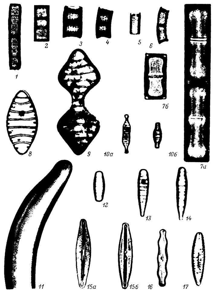  LXXI.    ,  (   ). 1 - Melosira italica subsp. subarctica . Mull., 2 - M. italica (Ehr.) Kutz. var. italica, 3 - M. praeislandica Jouse f. praeislandica, 4 - M. praeislandica f. curvata Jouse, 5 - M. praegranulata Jouse f. praegranulata, 6 - M. praegranulata f. curvata Jouse, 7a, 7 - M. undulata (Ehr.) Kutz. var. undulata, 8 - Tetracyclus ellipticus var. lancea (Ehr.) Hust., 9 - T. celatom Okuno, 10a, 10 - Diatoma capitata Lauby, 11 - Eunotia clevei Grun. var. clevei, 12 - Diatoma anceps (Ehr.) Kirchn., 13 - Meridion circulare Ag. var. circulare, 14 - M. circulate var. constrictum (Ralfs) V. H., 15a, 15 - Frustulia vulgaris Thw. var. vulgaris, 16 - Pinnularia mesolepta var. stauroneiformis Grun., 17 - Gomphonema intricatum var. fossilis Pant