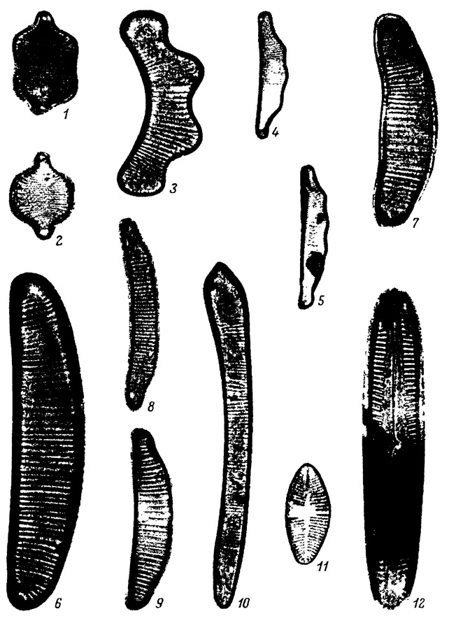  LXXIII.    ,   -  (     ) (). 1 - Fragilaria constricta Ehr. f. constricta, 2 - F. constricta f. stricta A. Cl., 3 - Eunotia bigibba Kutz., 4 - E. japonica Pant., 5 - E. miocenica Jouse, 6 - E. nikolskiae var. gracilis Tscher., 7 - E. monodon Ehr., 8 - E. pectinalis var. undulata Ralfs, 9 - E. sudetica O. Mull., 10 - Actinella brasiliensts Grun., 11 - Achnanthes lapidosa f. robusta Moiss., 12 - Pinnularia krasskei Hust