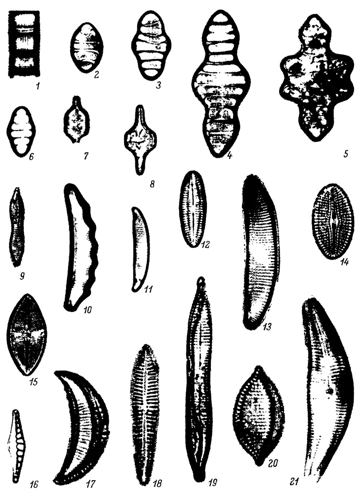  LXXV.   (?)  ,   -  (    . ). 1 - Melosira praeislandica Jouse f. praeislandica, 2 - Tetracyclus ellipticus (Ehr.) Grun. var. ellipticus, 3 - T. lacustris var. strumosus (Ehr.) Hust., 4 - T. lacustris Ralfs var. lacustris, 5 - T. emarginatus (Ehr.) W. Sm., 6 - T. ellipticus var. lancea (Ehr.) Hust., 7 - Fragilaria constricta f. stricta A. Cl., 8 - Fragilaria sp., 9 - F. miocenica Jouse, 10 - Eunotia polyglyphoides Sheshuk., 11 - E. veneris var. exsecta f. minor O. Korotk., 12 - Achnanthes hamczaticus Lupik., 13 - Eunotia majuscula Moiss. 14 - Diploneis elliptica (Kutz.) Cl. var. elliptica, 15 - Eucocconeis onegensis Wisl. et Kolbe, 16 - Nitzschia sinuata var. tabellaria Grun., 17 - Auricula dubia Perag., 18 - Gomphonema acuminatum var. turris (Ehr.) Cl., 19 - Synedra ulna var. contracta Ostr., 20 - Nitzschia punctata (W. Sm.) Grun., 21 - Cymbella tumida (Breb.) V. H