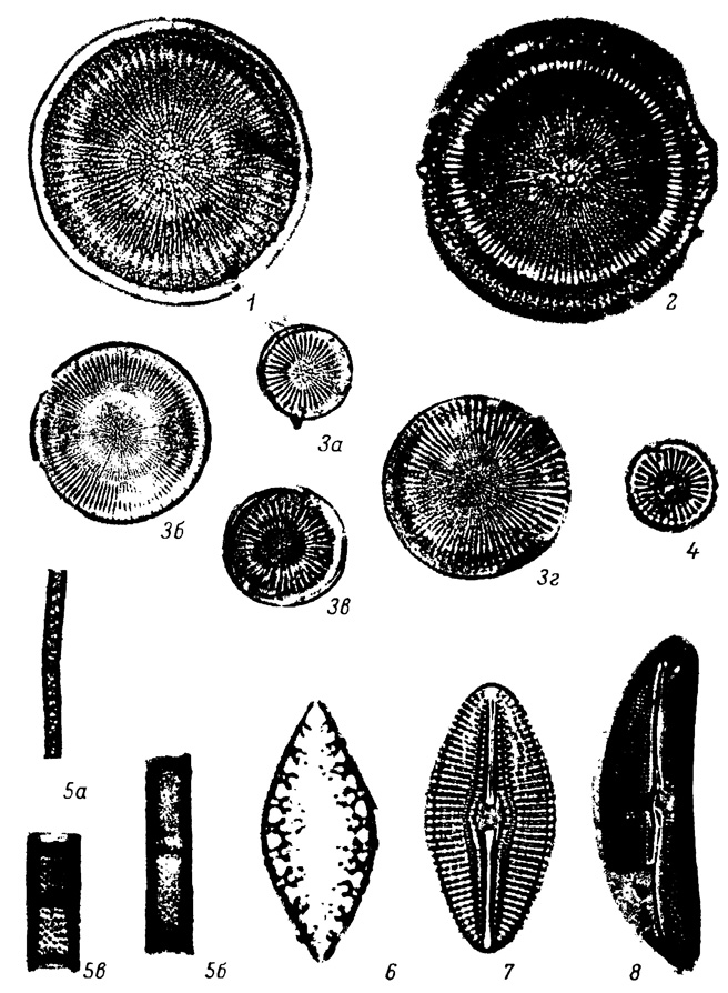 LXXVI.  -  , . 1 - Stephanodiscus sp. (S. astraea (Ehr.) Grun. x S. niagarae Ehr.), 2 - S. niagarae Ehr., 3-3 - S. astraea (Ehr.) Grun. var. astraea, 4 - S. astraea var. minutulus (Kutz.) Grun., 5a-5 - Melosira praegranulata Jouse, 6 - Surirella turgida W. Sm., 7 - Diploneis elliptica (Kutz.) Cl., 8 - Amphora mongolica Ostr
