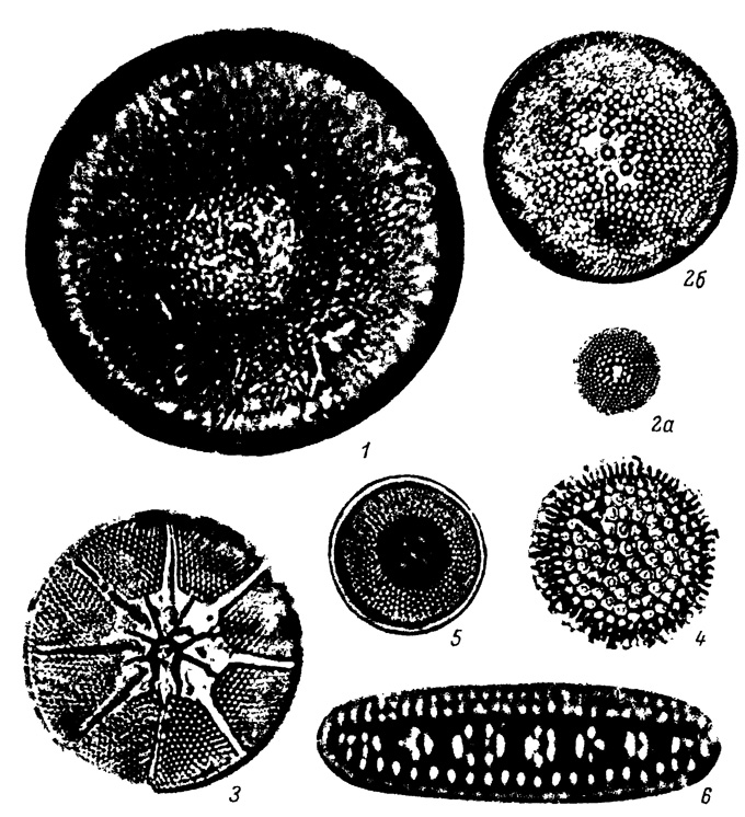  LXXIX.    , -   . 1 - Thalassiosira undulosa (Mann) Sheshuk., 2a, 2 - Actinocyclus oculatus Jouse, 3 - Asteromphalus robustus Gaetr., 4 - Coscinodiscus marginatus f. fossilis Jouse, 5 - Bacterosira fragilis Gran, 6 - Denticula seminae Simonsen et Kanaya